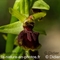 Ophrys  de Mars(Ophrys marzuola - DF233)