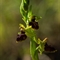 Ophrys  de Mars(Ophrys marzuola - DF234)