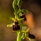 Ophrys  de Mars(Ophrys marzuola - DF235)