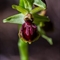 Ophrys  de Mars(Ophrys marzuola - DF236)