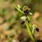 Ophrys Splendide (Ophrys splendida - DF225)