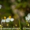 Hélianthème des Apennins ( Helianthemum apenninum - DF218)