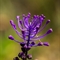 Muscari à toupet ( Muscari comosum - DF219)