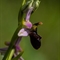Ophrys Splendide (Ophrys splendida - DF228)