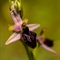 Ophrys Splendide (Ophrys splendida - DF229)
