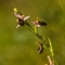 Ophrys Splendide (Ophrys splendida - DF230)