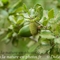 Chêne Kermes ( Quercus coccifera - DF137 )