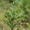 Chêne Kermes ( Quercus coccifera - DF139 )