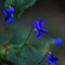 Violette blanche (viola alba - DF129)