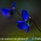 Violette blanche (viola alba - DF130)