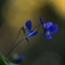 Violette blanche (viola alba - DF128)