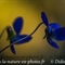 Violette blanche (viola alba - DF127)