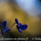 Violette blanche (viola alba - DF123)