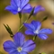 Lin de Narbonne  (Linum narbonense - DF115 )