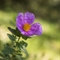 Ciste blanchâtre  (Cistus albidus- Vaucluse - DF106 )