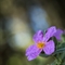 Ciste blanchâtre  (Cistus albidus - DF109 )