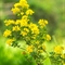 Coronille Glauque (Coronilla glauca - DF142 )