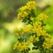 Coronille Glauque (Coronilla glauca - DF144 )