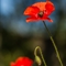 Coquelicot (Papaver rhoeas - DF164 )