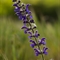 Sauge des Prés (Salvia pratensis - DF161)