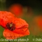 Coquelicot (Papaver rhoeas - DF165 )