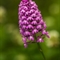 Orchis Pyramidal ( Anacamptis pyramidalis - DF168)