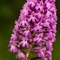 Orchis Pyramidal ( Anacamptis pyramidalis - DF169)