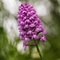 Orchis Pyramidal ( Anacamptis pyramidalis - DF171)