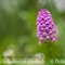 Orchis Pyramidal ( Anacamptis pyramidalis - DF172)