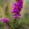 Bruyère Cendrée (Erica cinerea - Aveyron - DF84)