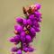 Bruyère Cendrée (Erica cinerea - Aveyron - DF85)