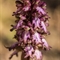 Orchis à longues bractées ( Himantoglossum robertianum - Vaucluse - DF97)