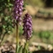 Orchis à longues bractées ( Himantoglossum robertianum - Vaucluse - DF96)