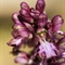 Orchis à longues bractées ( Himantoglossum robertianum - Vaucluse - DF98)