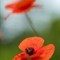 Coquelicot (DF99 )