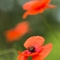 Coquelicot (DF100 )