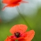 Coquelicot (DF105 )