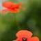 Coquelicot (DF101 )