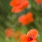 Coquelicot (DF102 )