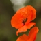 Coquelicot (DF103 )