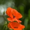 Coquelicot (DF104 )