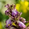 Orchis à longues bractées ( Himantoglossum robertianum - Vaucluse - DF112)