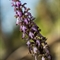 Orchis à longues bractées ( Himantoglossum robertianum - Vaucluse - DF113)