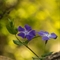 Pervenche intermédiaire  (Vinca difformis - Vauclues DF110)