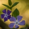 Pervenche intermédiaire  (Vinca difformis - DF111)