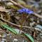 Scille à deux feuilles ( Scilla bifolia - Aveyron - DF83)