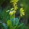 Primevère Officinale (Primula veris - Aveyron - DF32)