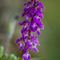Orchis ( Aveyron - DF34)