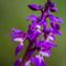 Orchis ( Aveyron - DF35)