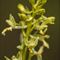 Orchis ( Aveyron - DF38)